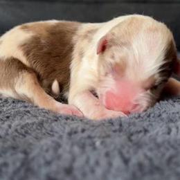 Azurill - Red merle female Australian Shepherd puppy in Chaplin, Connecticut from Mystic Moon