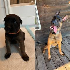 Chisme (orange) unavailable - female Belgian Malinois puppy in Dewy Rose, Georgia from Rolling G Kennels