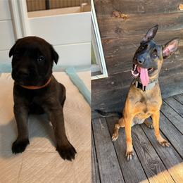 Chisme (orange) unavailable - female Belgian Malinois puppy in Dewy Rose, Georgia from Rolling G Kennels