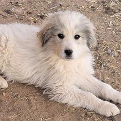 Boy 4 - Colorado Mountain Dog puppy in Chino Valley, Arizona from Big Sky Acres