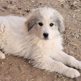 Boy 4 - Colorado Mountain Dog puppy in Chino Valley, Arizona from Big Sky Acres