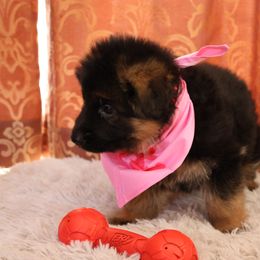 Lola Girl - Pink - Black and red German Shepherd puppy in Sandown, New Hampshire from Gemini GSD