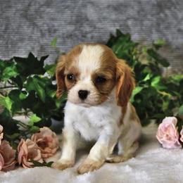 Romeo - Tri-color male Cavalier King Charles Spaniel puppy in San Jose, California from Alpine Breeze Cavaliers