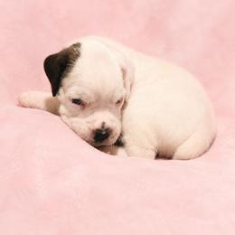 Scarlet - White female Boxer puppy in Leland, North Carolina from Ocean Breeze Boxers