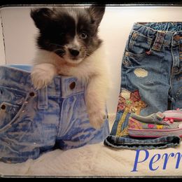 Perry - White and black male Shetland Sheepdog puppy in Minnesota from Sheltie Puppies
