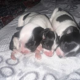 Papillon Puppies from Wendy’s Wings