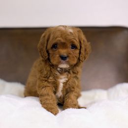 Cyan - Red male Cavapoo puppy in Queen Creek, Arizona from Dulcito Doodles