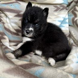 Jacob - Black and white male Siberian Husky puppy in Union, Mississippi from Siberians of WildHeart
