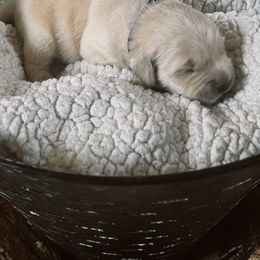Golden Retriever Puppies from Sovereignty Grace Goldens