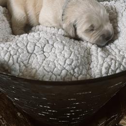 Golden Retriever Puppies from Sovereignty Grace Goldens