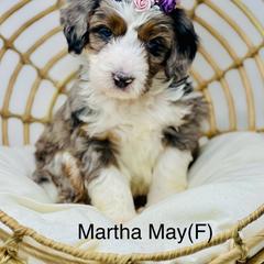 Assorted Doodle Crosses, Aussiedoodle, Australian Mountain Doodle, and Bernedoodle Puppies from North 40 Doodles