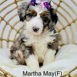 Assorted Doodle Crosses, Aussiedoodle, Australian Mountain Doodle, and Bernedoodle Puppies from North 40 Doodles