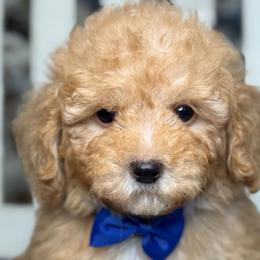 Beau - Red  male Goldendoodle puppy in Yuciapa, California from AlltheDoodlez_
