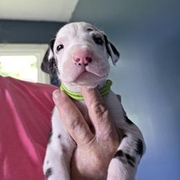 FEMALE HARLEQUIN GREEN COLLAR - Harlequin female Great Dane puppy in Hickman, Kentucky from Tidal Wave Danes