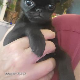 Black Boy 2 - Black male Brussels Griffon puppy in Pensacola, Florida from Fretwell's Fabulous Griffons