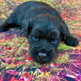 Nick - Liver male Miniature Schnauzer puppy in Sylvania, Georgia from Southern Sky Miniature Schnauzers