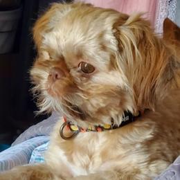 Shih Tzus from Furby Shih Tzu Family & Friends