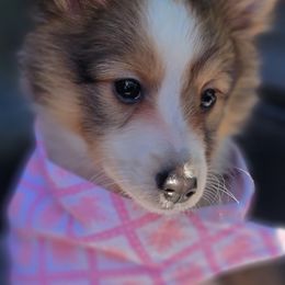 Miniature Australian Shepherds, Shetland Sheepdogs, and Toy Australian Shepherds from Southpaw Herders LLC