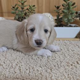 Dachshund Puppies from Mel's LowRider Ranch
