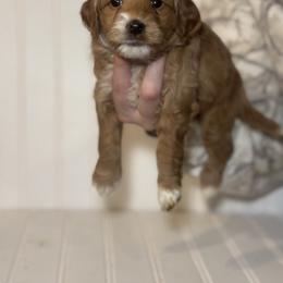 Goldendoodle Puppies from Hollywood Doodles