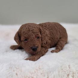 Fisher (AKC) - Red  male Poodle puppy in Rainbow City, Alabama from Spinks Poodles
