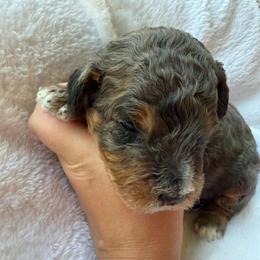 Banjo - Merle male Bernedoodle puppy in Statesville, North Carolina from Loves legacy Doodles