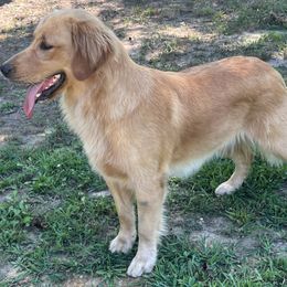 Golden Retriever puppies from KnL Golden Acres