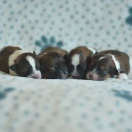 Shichon puppies from PTK Ranch