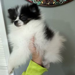 AKC,queen - Tri-colored Pomeranian puppy in Wyandotte, Michigan from FAITHOPELOVE POMS KENNELS