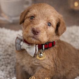 Biscotti-red - Yellow and white male Bernedoodle puppy in Oak Hills, California from High Desert Doodles