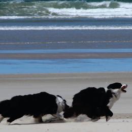 Border Collies from Isle Breez Border Collies