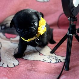 Dyno-Mite - Black male Pug puppy in Durant, Oklahoma from Cagle's Crowning Pug's