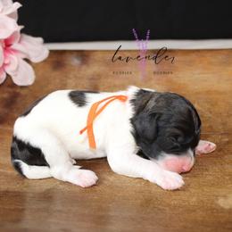 Mojito - Black and tan male Cockapoo puppy in Mancelona, Michigan from Lavender poodles & doodles