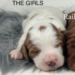 Girl 1-Mini - Parti female Goldendoodle puppy in Milford, Indiana from Railway Acres Kennel