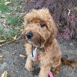 Winnie - Goldendoodle