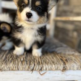 Pembroke Welsh Corgi Puppies from Nunas Corgis