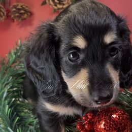 Rosemary - Black and cream female Dachshund puppy in Jena, Louisiana from Amy’s Mini Doxies