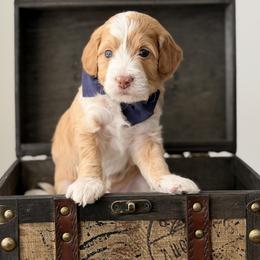 Romeo - Red  male Goldendoodle puppy in Fayetteville, Georgia from Darling Doodles