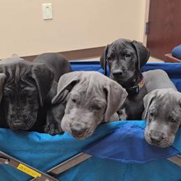 Great Dane Puppies from Timeless Danes