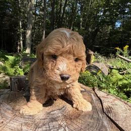 Cane - Red  male Goldendoodle puppy in Cherry Tree, Pennsylvania from Plum Creek Acres Next Generation