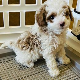 Tucker - Tri-color male Cavapoo puppy in Cedar City, Utah from Pearson's Poodles