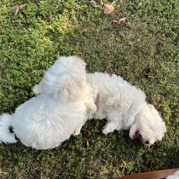 Coton de Tulear Puppies from Smoky Mountains Cotons