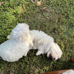 Coton de Tulear Puppies from Smoky Mountains Cotons