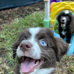 Girl 1 - female Miniature American Shepherd puppy in Eclectic, Alabama from Solid Rock Miniature American Shepherds