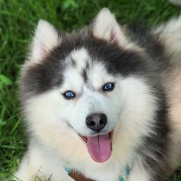 Slater - Pomsky