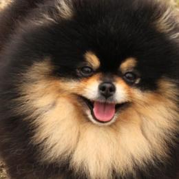 Australian Shepherds and Pomeranians from Fantasy Pomeranians