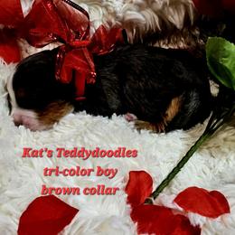 Boy 3 - Tri-color male Bernedoodle puppy in Schertz, Texas from Kat's Teddydoodles