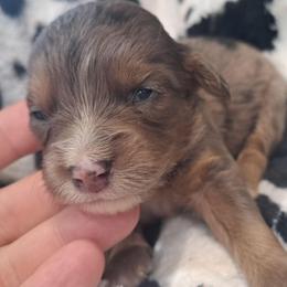 Allie - Chocolate merle female Bernedoodle puppy in Lafayette, Alabama from Williams Lake Kennels