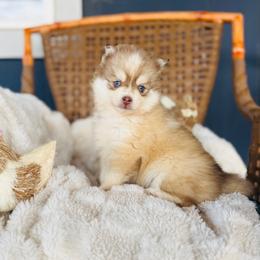 Taki - Red and white female Pomsky puppy in Yavapai County, Arizona from Pawsh Pomskies