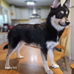 Justin - Tri-color Pomsky puppy in Stover, Missouri from Lx2 County Line Pomskis